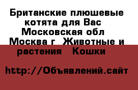 Британские плюшевые котята для Вас - Московская обл., Москва г. Животные и растения » Кошки   